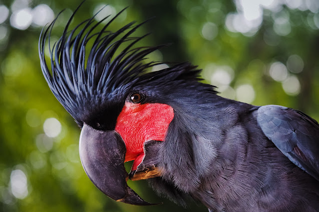 The Drumming Kings of the Rainforest: An Exploration of Black Palm Cockatoos