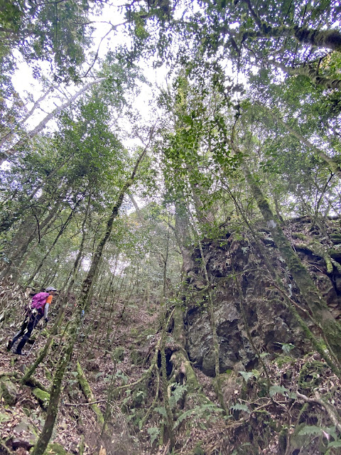 往百志興保山