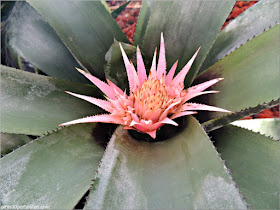 Aechmea Fasciata en el Jardín Botánico de Montreal