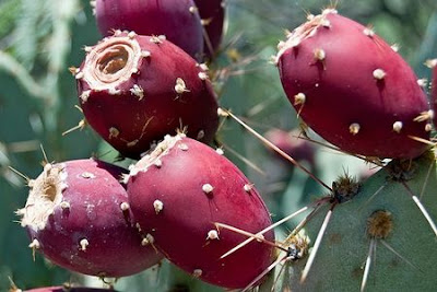 Nopal Fruit Health Benefits