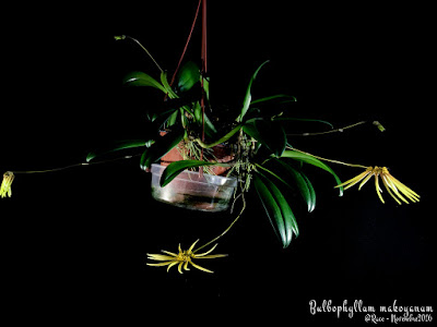 Bulbophyllum makoyanum care and culture