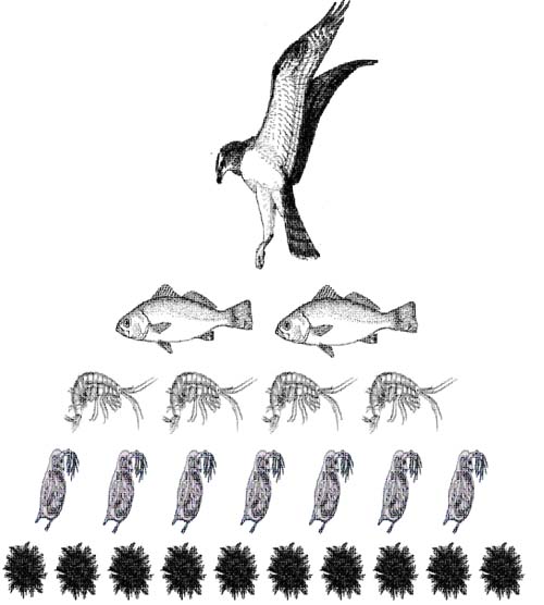 energy pyramid decomposers. food for energy from the