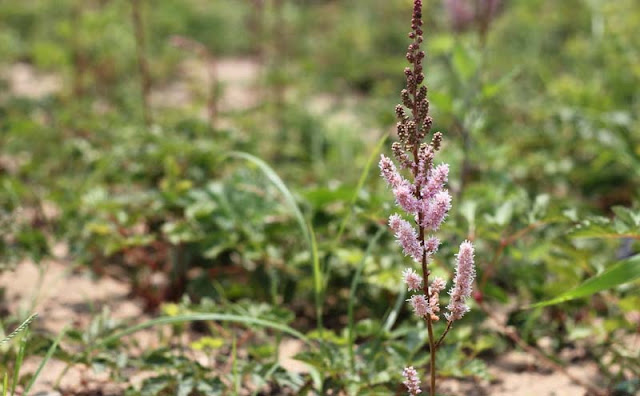 Astilbe Flowers Pictures