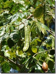 Inga cordistipula