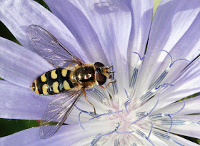 Hoverfly, Eupeodes luniger, female, on chicory, Cichorium intybus.  Jubilee Country Park, 1 July 2011.