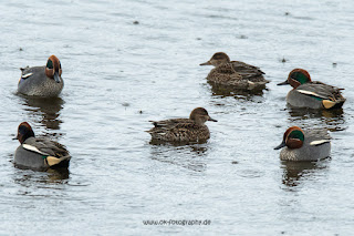 Wildlifefotografie Krickente Naturfotografie Lippeaue Olaf Kerber