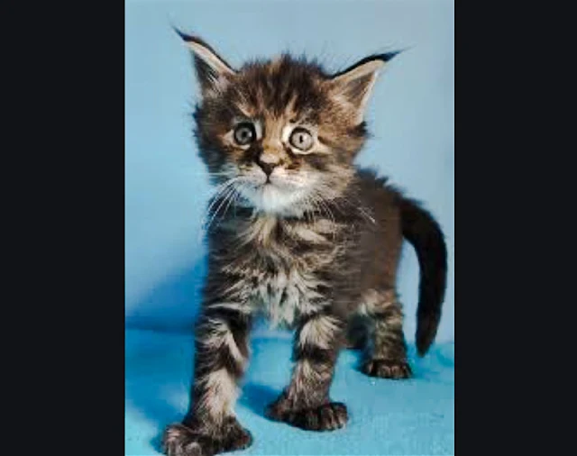 Polydactyl Maine Coon kitten