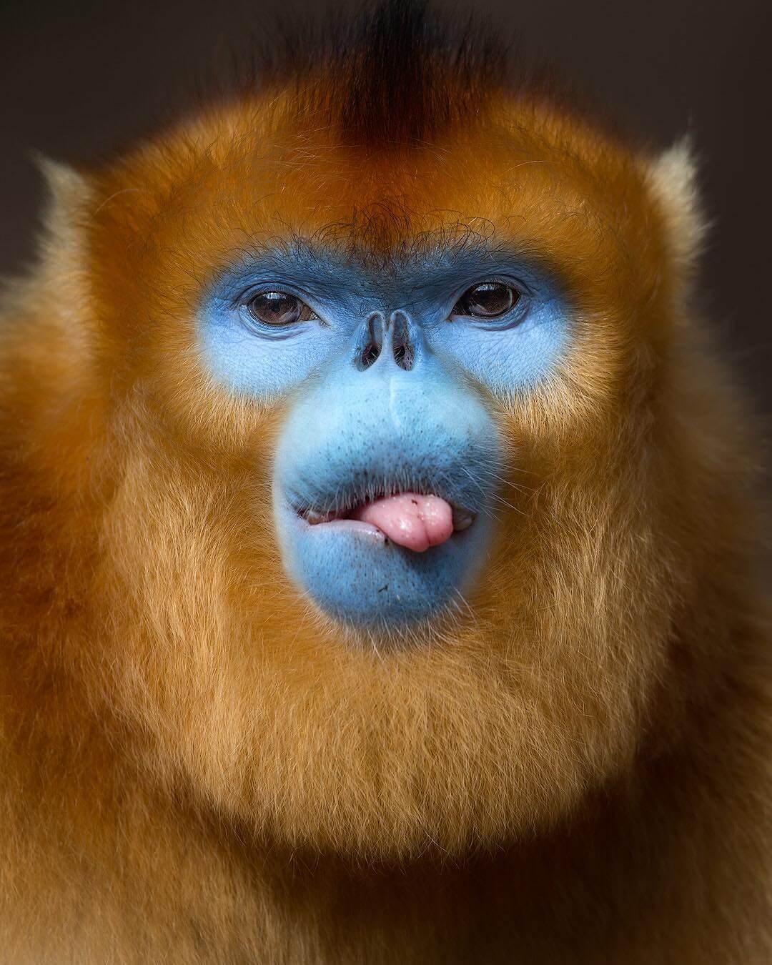 Human-Like Micro-Expressions Of Endangered Animals Across The World (Interview)