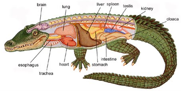 Pengertian Struktur Tubuh Ciri dan Klasifikasi Reptil 