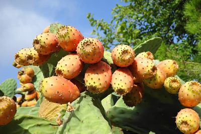 Frutos tropicales. Higo chumbo o higo de tuna. Planta con frutas.