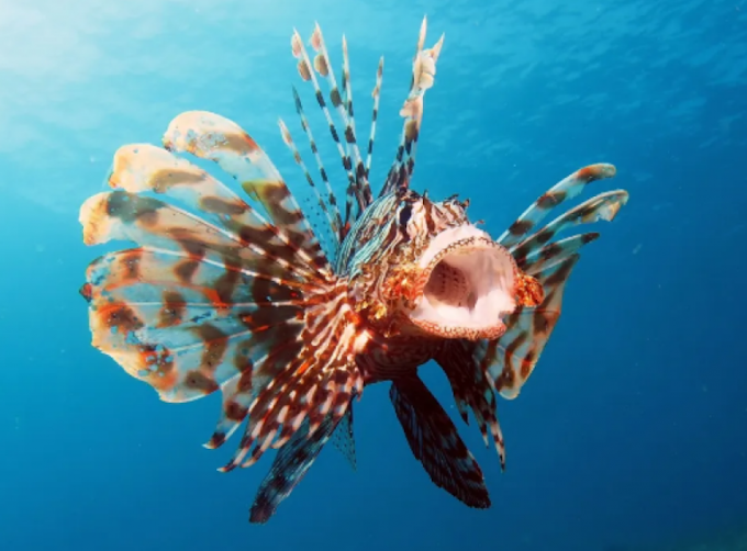 Nel mare Adriatico si sta diffondendo un'altra specie di pesci velenosi