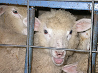 lambs