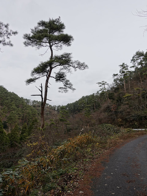 赤松池の脇道を降ります