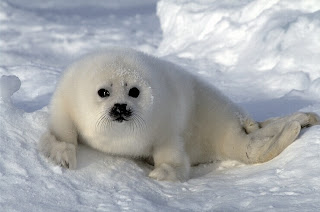 Artic wild animals