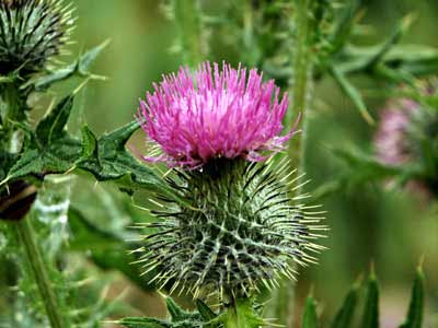 thistle tattoo. #39;Black thistle tattoo gt;gt; thistledesign vinyls for glass pannels uk | diy thistle feeder#39;