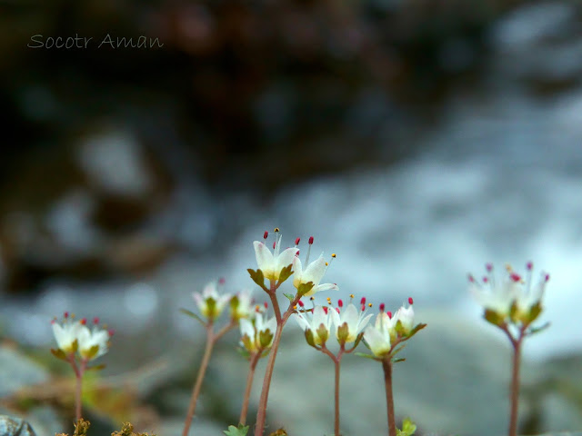 Chrysosplenium album