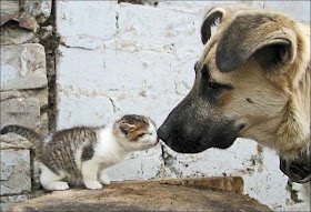 funny animal pics, animal photos, kitten and dog nose boop