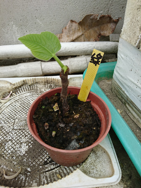 無花果，扦插，Figs, cuttings,