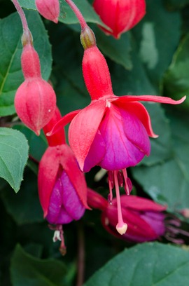 blog__D7K1136_4