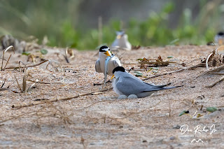 In this enchanting photo, a pair of devoted Least Terns proudly bring a bountiful supply of fish to their nest, where two precious eggs await. The male and female terns demonstrate their unwavering commitment to their growing family, as they tenderly nourish each other and the new life they eagerly anticipate