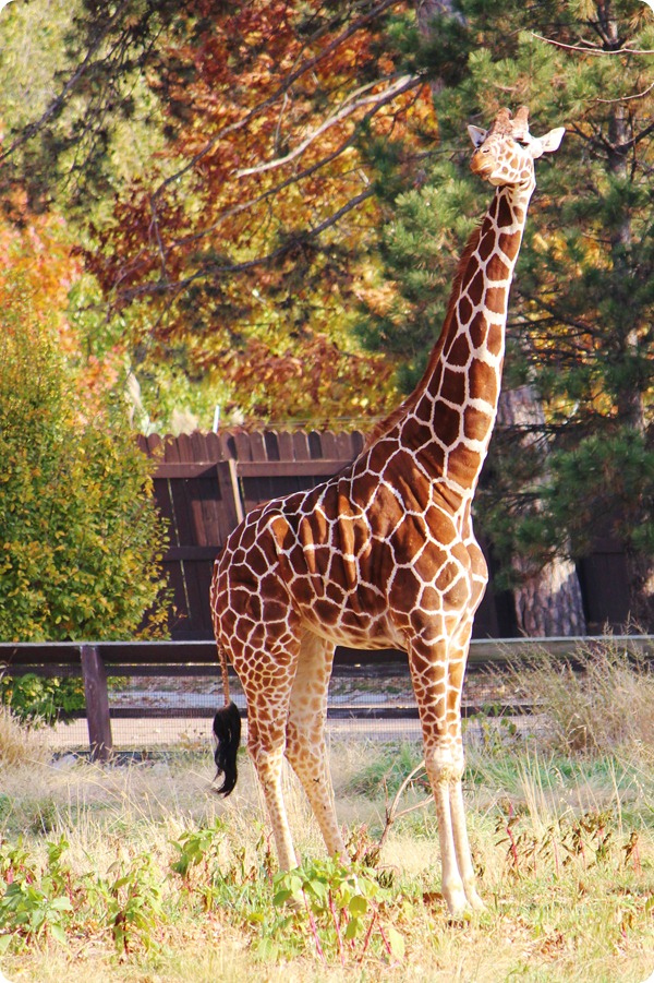 Zoo9 024