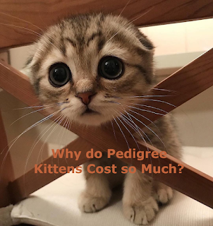 Why do Pedigree Kittens Cost so Much