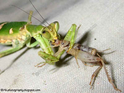 What Do Praying Mantis Eat?