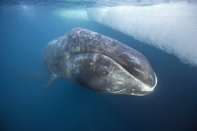 Bowhead Whales