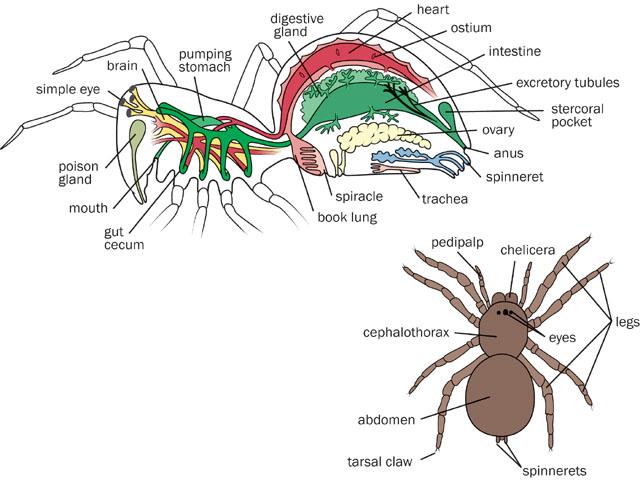 Ciri Ciri dan Klasifikasi Arthropoda Biologi Edukasi 