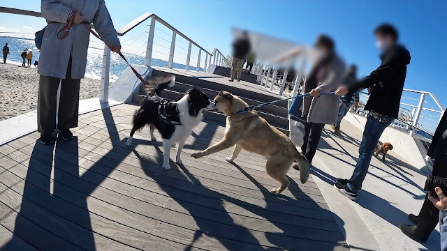 保護犬 ボーダーコリー トーマ 稲毛海浜公園