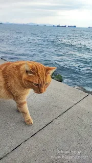 kediler, ses tonları, kedi miyavlama nedenleri, kediler nasıl iletişim kurar?, kedi sesleri, kediler kaç ses çıkarır?, kedilerde mırlama anlamı, evcil kedi davranışları, kedilerde iletişim, kedi psikolojisi