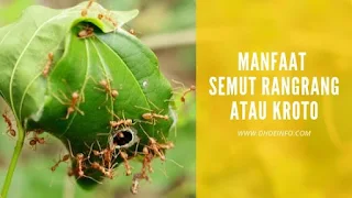 Manfaat Semut Rangrang Atau Keroto Bagi Kita