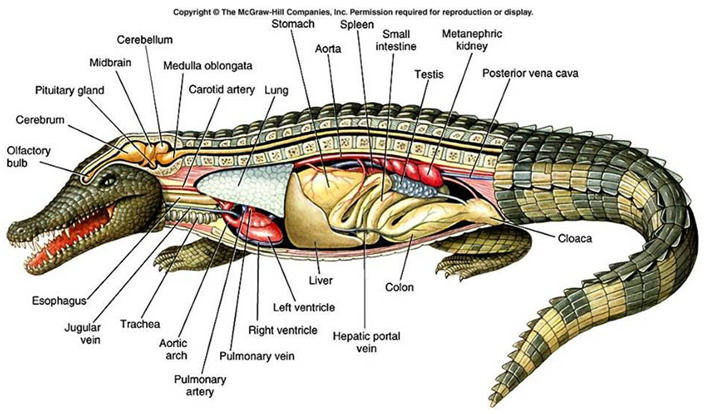 Pengertian Struktur Tubuh Ciri dan Klasifikasi Reptil  