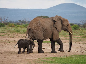Funny animals of the week - 27 December 2013 (40 pics), baby elephant and mommy elephant