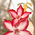 Adenium multiflorum