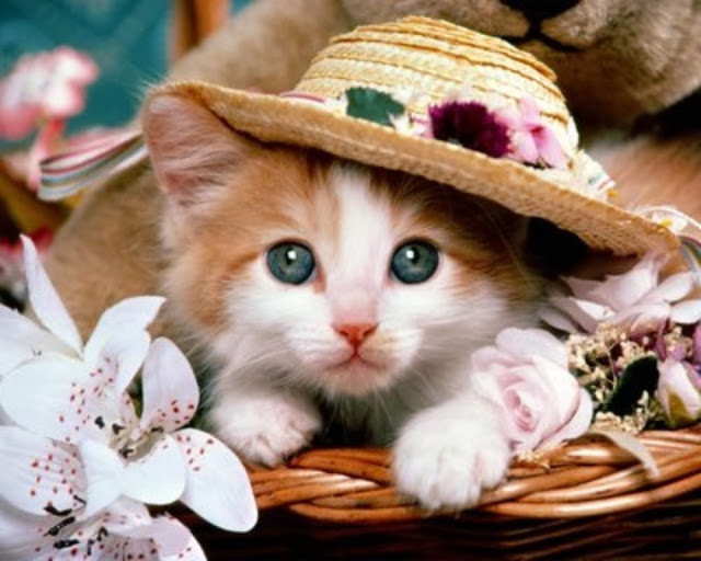 Cute Cats HD Wallpaper Free