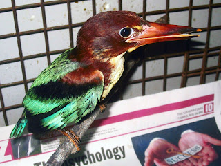 Henri the Kingfisher is all grown up