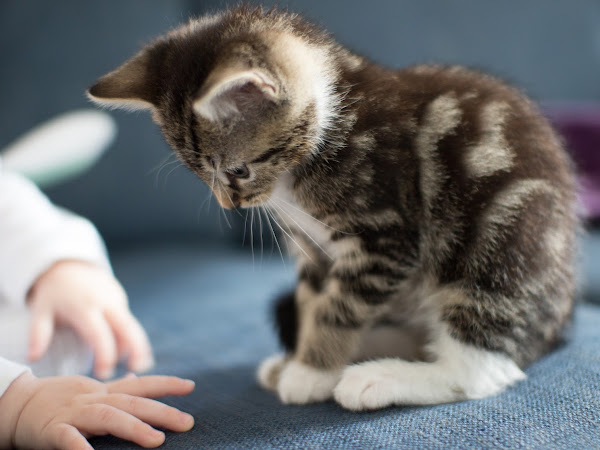 My Cat and the Kitten Kollege Exams