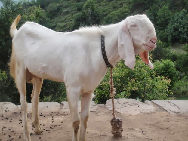 Eid-ul-Adha Goats HD Wallpaper Free Download