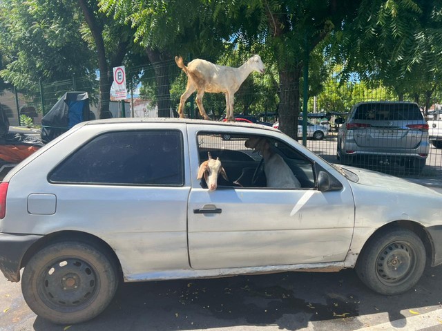 MASSAPÊ/POLICIAL - Dois Homens são presos por furtar cabras no Ceará; animais eram levados em carro