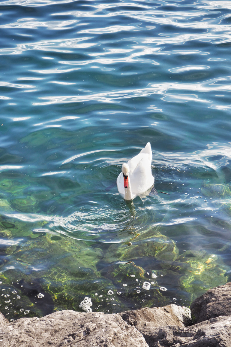 Cygne sur le Lac Léman