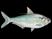 Gizzard Shad Fish Pictures