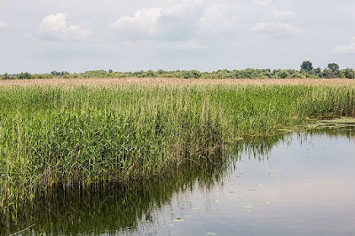 El ‘senill’ es planta herbácea de la familia Phragmites que crece junto al río ibero Sicano (Júcar) y la Albufera. 