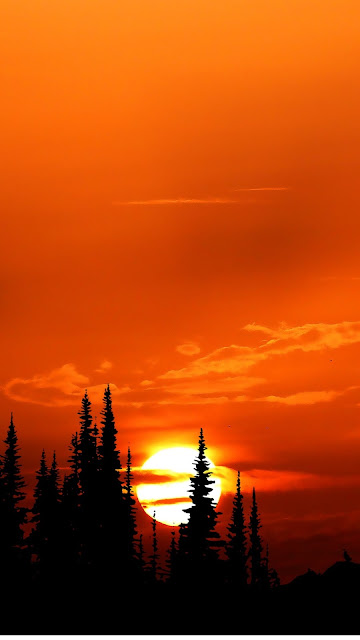 Wallpaper Nature, Sunset, Florest, Tree, Sun