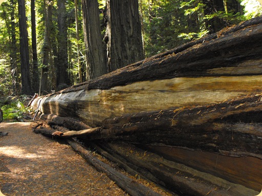 Avenue of the Giants-Ancient Redwoods 103