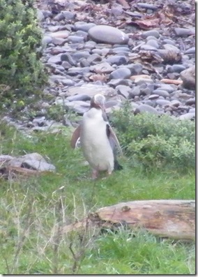 penguin1