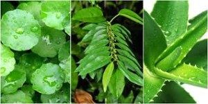 Cara Mengobati Wasir Dengan Obat Herbal