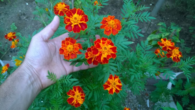 Marigolds are so easy to grow, and reliable under a wide range of growing conditions.