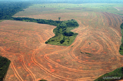 Projeto Envolvendo 120 Pesquisadores de Todo o Mundo Investiga as Consequências Globais dos Desmatamentos e Queimadas na Amazônia