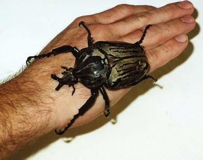 Goliath-Beetle